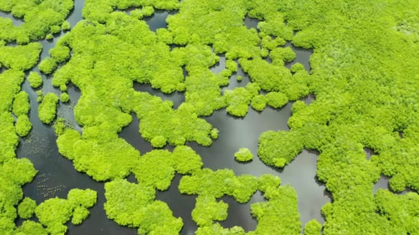 Вид з повітря на мангровий ліс і річку . — стокове відео