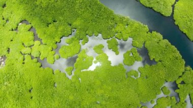 Mangrove ormanının ve nehrin havadan görünüşü.