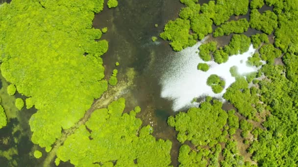 Luchtfoto van Mangrove bos en rivier. — Stockvideo