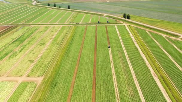 Terrenos agrícolas con cultivos verdes desde arriba — Vídeos de Stock