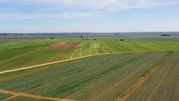 Γεωργικές εκτάσεις με πράσινες καλλιέργειες από ψηλά — Αρχείο Βίντεο