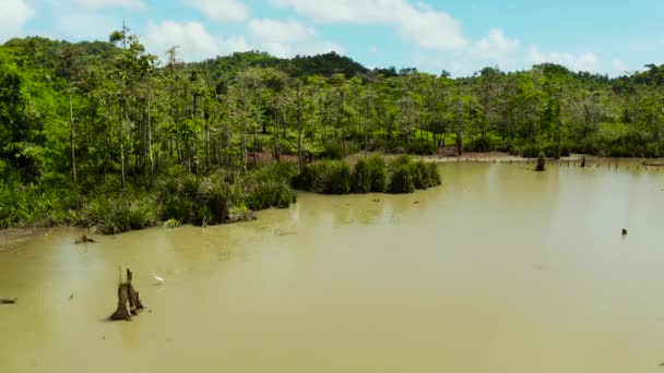 Marshland az esőerdőben. Siargao, Fülöp-szigetek. — Stock videók