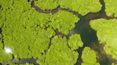 Mangrove ormanının ve nehrin havadan görünüşü.