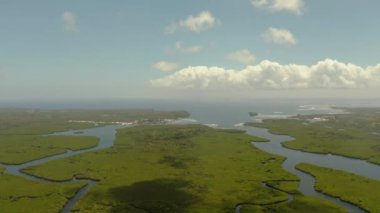 Mangrove ormanının ve nehrin havadan görünüşü.