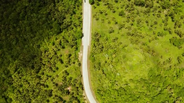Carretera entre la selva y palmeras . — Vídeo de stock