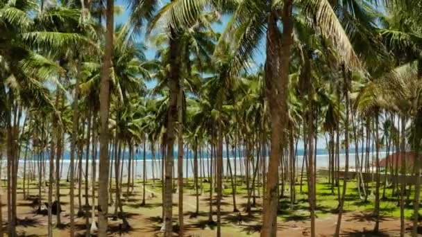 Tropická pláž s palmami, letecký výhled. — Stock video