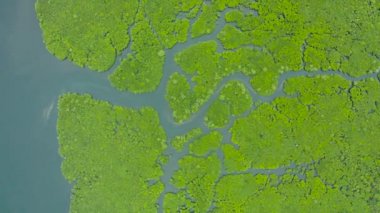 Mangrove ormanının ve nehrin havadan görünüşü.