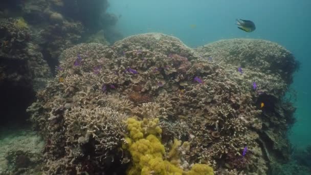 Arrecife de coral y peces tropicales. Camiguin, Filipinas — Vídeos de Stock