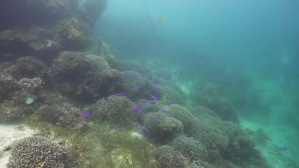 Arrecife de coral y peces tropicales. Camiguin, Filipinas — Vídeo de stock