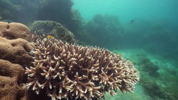 Recifes de corais e peixes tropicais subaquáticos. Camiguin, Filipinas — Vídeo de Stock