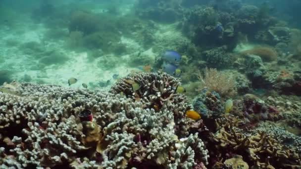 Mercan resifi ve tropikal balıklar su altında. Camiguin, Filipinler — Stok video