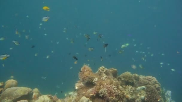 Koraalrif en tropische vissen. Camiguin, Filipijnen — Stockvideo