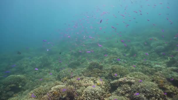 El mundo submarino de un arrecife de coral. — Vídeo de stock