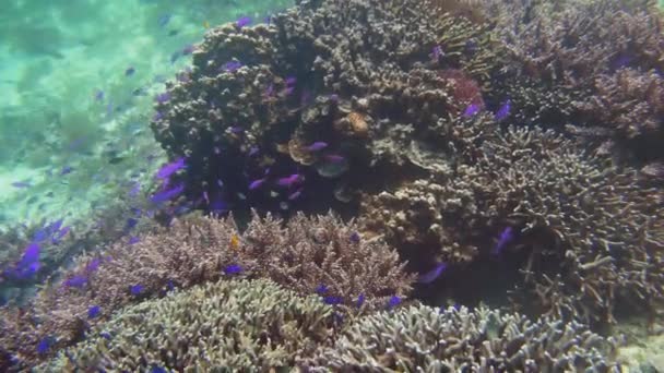 Korálové útesy a tropické ryby. Camiguin, Filipíny — Stock video