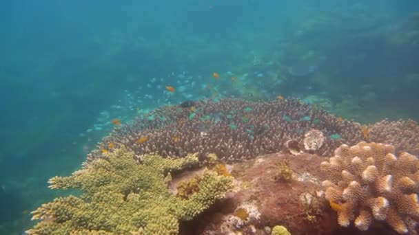 Arrecife de coral con peces bajo el agua. Camiguin, Filipinas — Vídeos de Stock