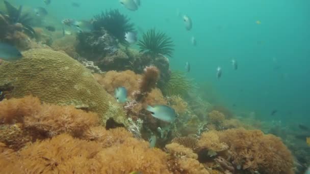 O mundo subaquático de um recife de coral. — Vídeo de Stock