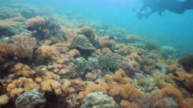 Mercan resiflerinin sualtı dünyası.
