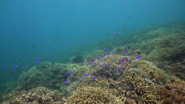 サンゴ礁の水中世界. — ストック動画