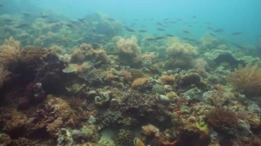 Mercan resifi ve tropikal balıklar su altında. Camiguin, Filipinler