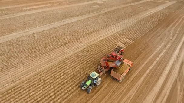 Récolte des pommes de terre sur le terrain — Video