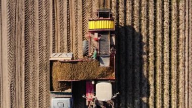 Patatesleri hasat makinesinden hasat ediyorum..