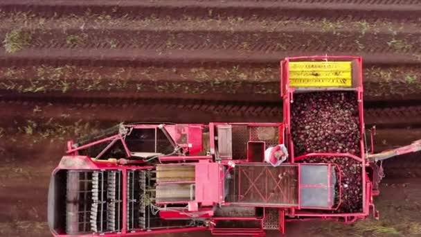 Aerial view of harvesting sugar beets — Stock Video