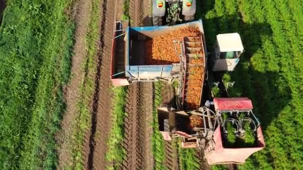 農地でのニンジンの収穫. — ストック動画