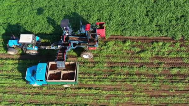 러시아에서의 당근 수확 — 비디오