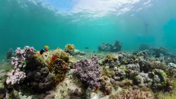 Arrecife de coral y peces tropicales bajo el agua. Camiguin, Filipinas — Vídeos de Stock