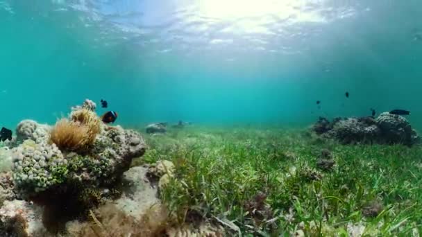 Coral reef with fish underwater. Camiguin, Philippines — Stock Video