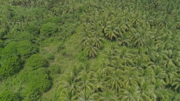 Paisaje tropical con palmeras. Filipinas, Luzón — Vídeos de Stock
