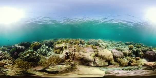 Rafa koralowa z rybami podwodnymi 360VR. Camiguin, Filipiny — Wideo stockowe