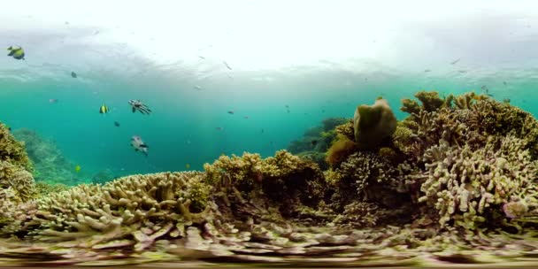 Κοραλλιογενής ύφαλος και τροπικά ψάρια 360VR. Camiguin, Φιλιππίνες — Αρχείο Βίντεο