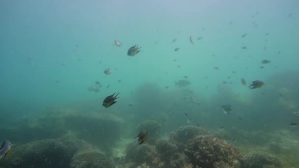 Barriera corallina e pesci tropicali sott'acqua. Camiguin, Filippine — Video Stock