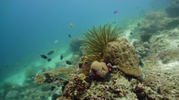 Korallrev och tropisk fisk under vatten. Camiguin, Filippinerna — Stockvideo