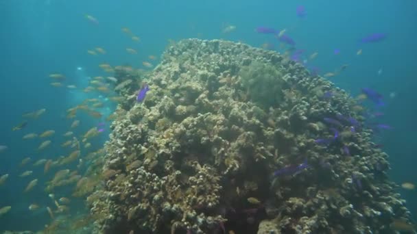 O mundo subaquático de um recife de coral. — Vídeo de Stock