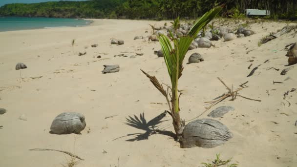 Kokosnoot palmboom ontkiemen op tropisch strand. — Stockvideo