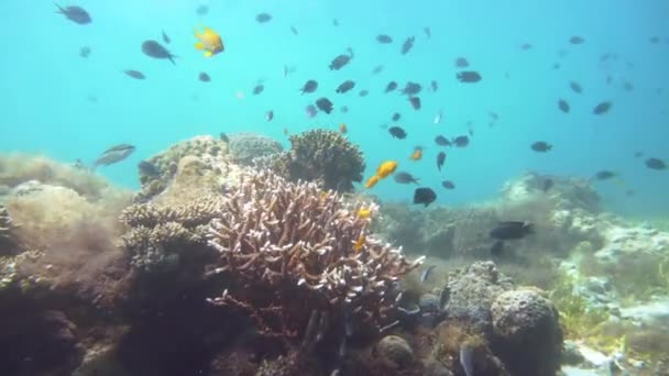 Barriera corallina e pesci tropicali sott'acqua. Camiguin, Filippine — Video Stock