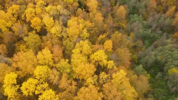 秋の森の上を飛ぶ。黄色の葉を持つ木の冠。秋の落葉樹林。秋. — ストック動画