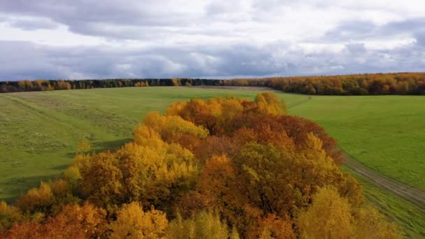 Jesienny las i pola na wsi. Drzewa z żółtymi liśćmi jesienią. Jesienny krajobraz, widok z góry. — Wideo stockowe