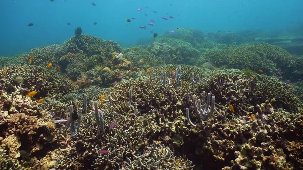 El mundo submarino de un arrecife de coral. — Foto de Stock