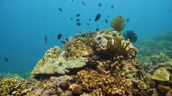 Arrecife de coral y peces tropicales bajo el agua. Camiguin, Filipinas — Foto de Stock