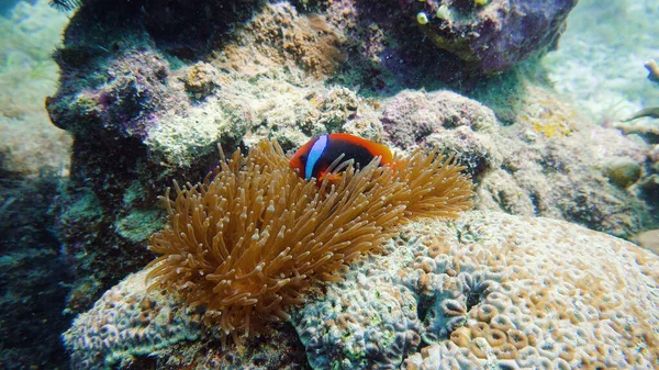Arrecife de coral y peces bajo el agua. — Foto de Stock