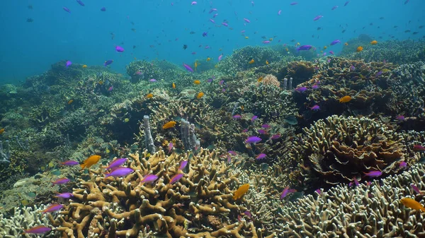 Arrecife de coral y peces tropicales bajo el agua. Camiguin, Filipinas — Foto de Stock