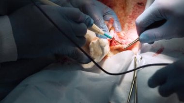 Veteriner kliniğinde bir köpeğin cerrahi müdahalesi