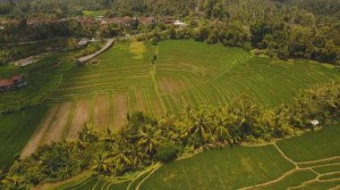 Teras pirinç tarlaları, Bali, Endonezya.