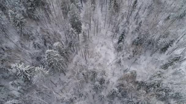 Зимний пейзаж с лесом . — стоковое видео