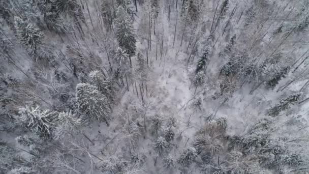 Paisaje invernal con bosque. — Vídeo de stock