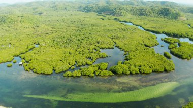 Mangrove ormanının ve nehrin havadan görünüşü.