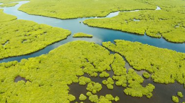 Mangrove ormanının ve nehrin havadan görünüşü.